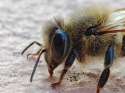 Boîte à Polas - 2019, 2019_051