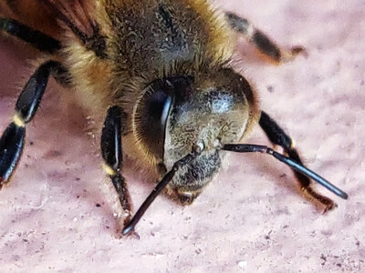 Boîte à Polas - 2019, 2019_052