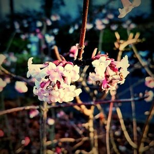 Boîte à Polas - 2015, 2015_005