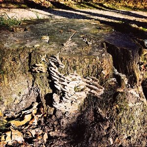 Boîte à Polas - 2015, 2015_025