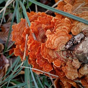 Boîte à Polas - 2015, 2015_043