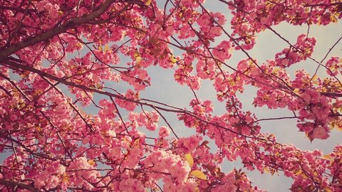 Boîte à Polas - 2015, 2015_105