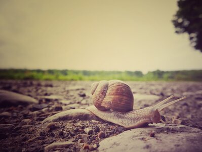 Boîte à Polas - 2015, 2015_123