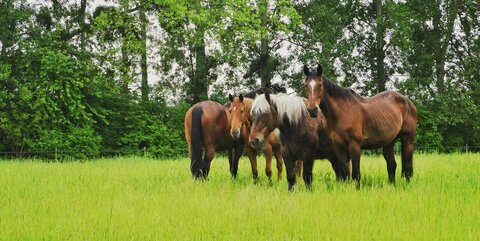 Boîte à Polas - 2015, 2015_126