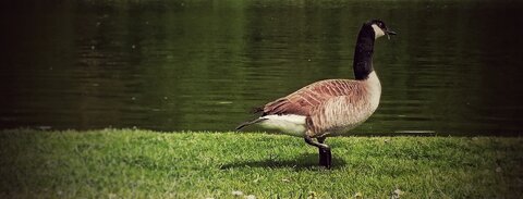 Boîte à Polas - 2015, 2015_128