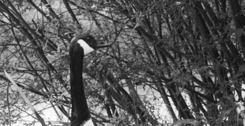 Boîte à Polas - 2015, 2015_138