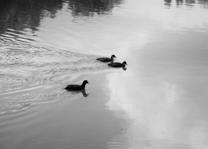 Boîte à Polas - 2015, 2015_140