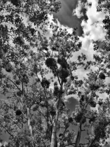 Boîte à Polas - 2015, 2015_142