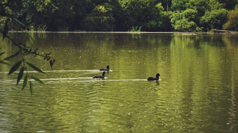 Boîte à Polas - 2015, 2015_164