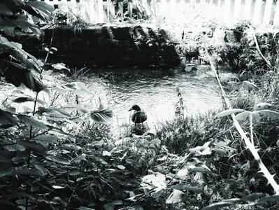 Boîte à Polas - 2015, 2015_177