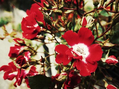 Boîte à Polas - 2015, 2015_183