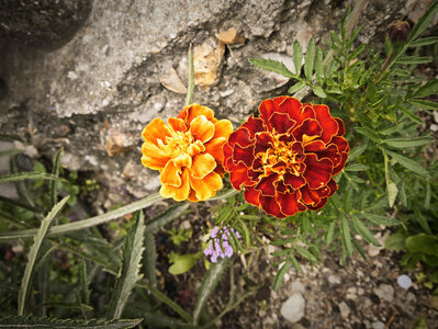 Boîte à Polas - 2015, 2015_199