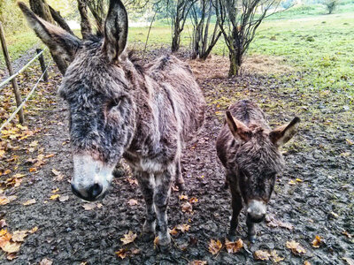 Boîte à Polas - 2015, 2015_207