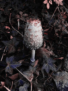 Boîte à Polas - 2015, 2015_209