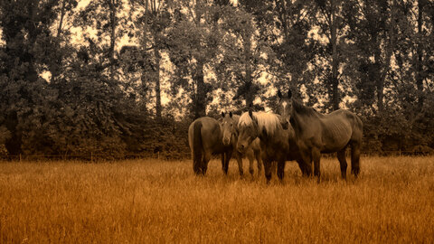 Boîte à Polas - 2015, 2015_212