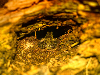 Boîte à Polas - 2015, 2015_213