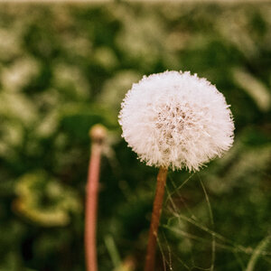 Boîte à Polas - 2015, 2015_226