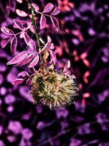 Boîte à Polas - 2015, 2015_228