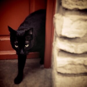 Boîte à Polas - 2015, 2015_244