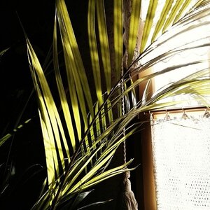 Boîte à Polas - 2014, 2014_024