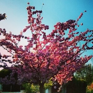 Boîte à Polas - 2014, 2014_053