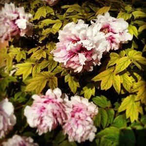 Boîte à Polas - 2014, 2014_054