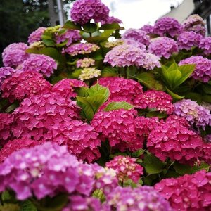 Boîte à Polas - 2014, 2014_094