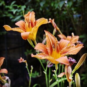 Boîte à Polas - 2014, 2014_097