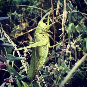 Boîte à Polas - 2014, 2014_121