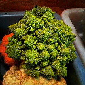 Boîte à Polas - 2014, 2014_132