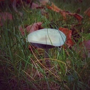 Boîte à Polas - 2014, 2014_177