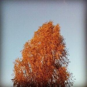 Boîte à Polas - 2014, 2014_178