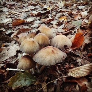 Boîte à Polas - 2014, 2014_190