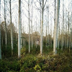 Boîte à Polas - 2014, 2014_192