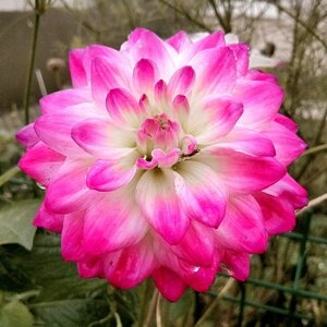 Boîte à Polas - 2014, 2014_229