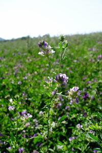 20240822 - Rando au Lac de Monteynard, 042