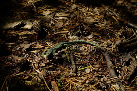 20240822 - Rando au Lac de Monteynard, 069