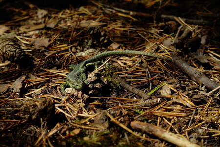 20240822 - Rando au Lac de Monteynard, 070