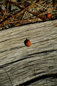 20240822 - Rando au Lac de Monteynard, 107