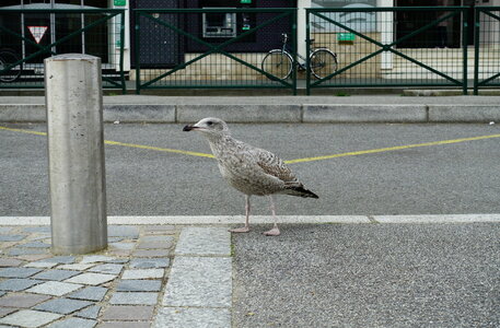 20241031 - Ponton du Vendée Globe, 003