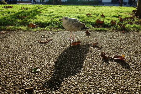 20241031 - Ponton du Vendée Globe, 106
