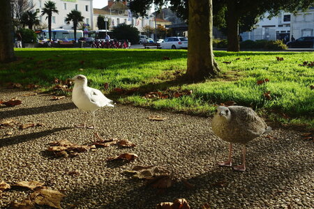 20241031 - Ponton du Vendée Globe, 107