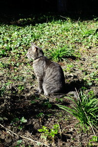 20250401 - Tour de Paris par la Petite Ceinture, 004