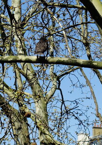 20250401 - Tour de Paris par la Petite Ceinture, 011