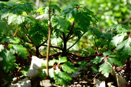 20250401 - Tour de Paris par la Petite Ceinture, 012