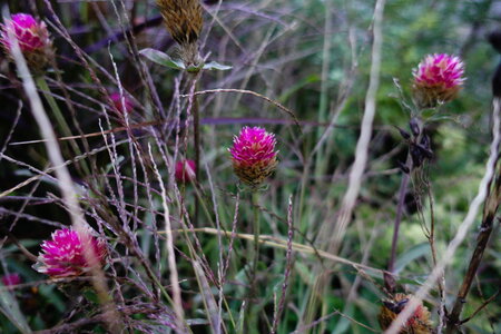 20241106 - Maison Picassiette, 042