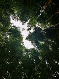 20240406 - Jardin d'Agronomie Tropicale et École du Breuil, 005