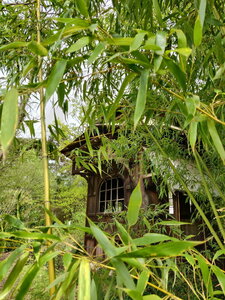 20240406 - Jardin d'Agronomie Tropicale et École du Breuil, 021