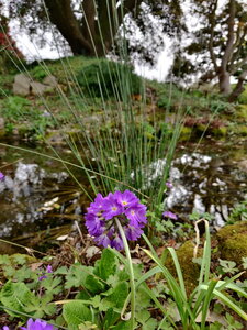 20240406 - Jardin d'Agronomie Tropicale et École du Breuil, 026