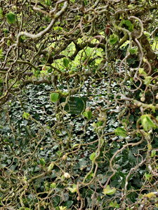 20240406 - Jardin d'Agronomie Tropicale et École du Breuil, 031